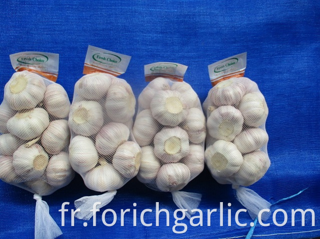 Size 5 0 New Crop Normal White Garlic
